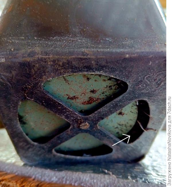 а корешки уже начали выползать