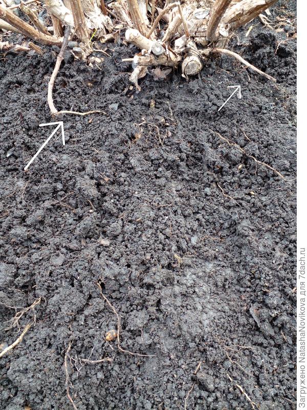 полностью землю не отгребала, но там таких много