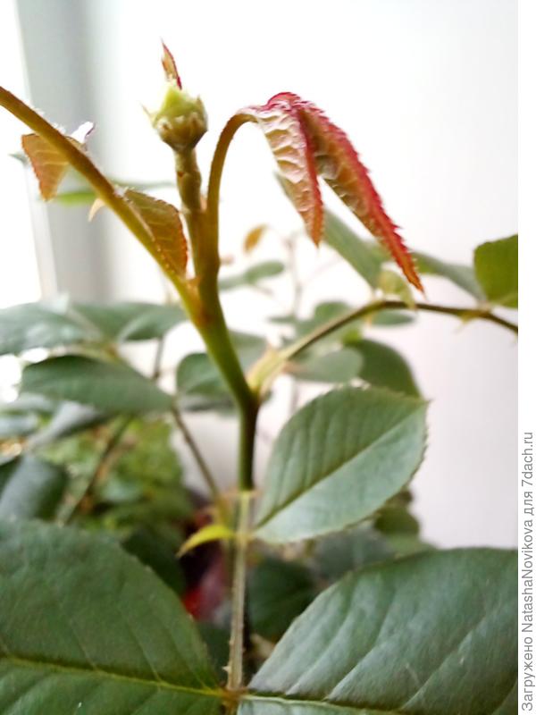 "пинк интуишн"