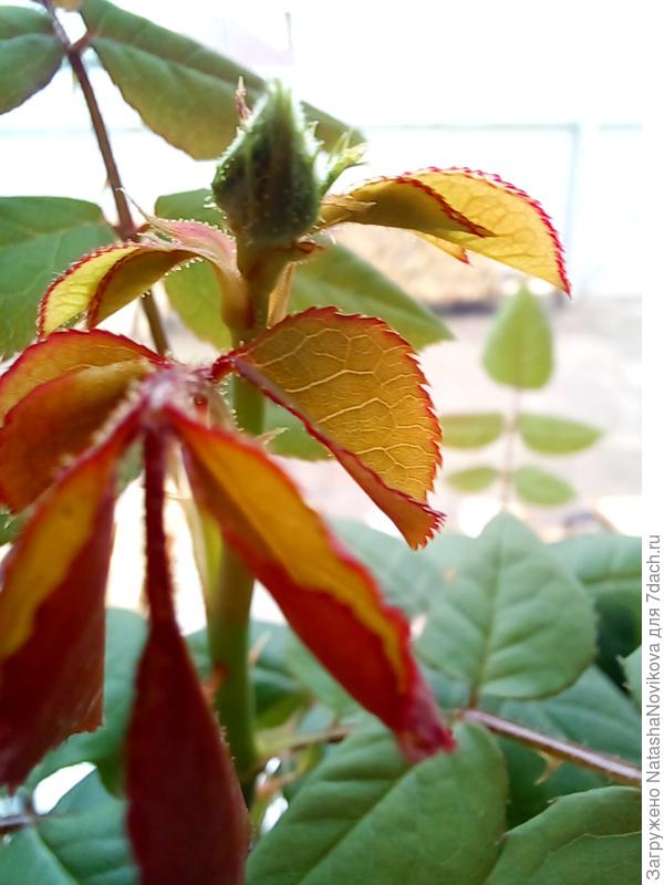 "зеленый чай"