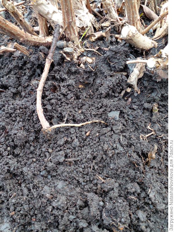 этот прутик с корешком можно чикнуть сейчас и в горшок?