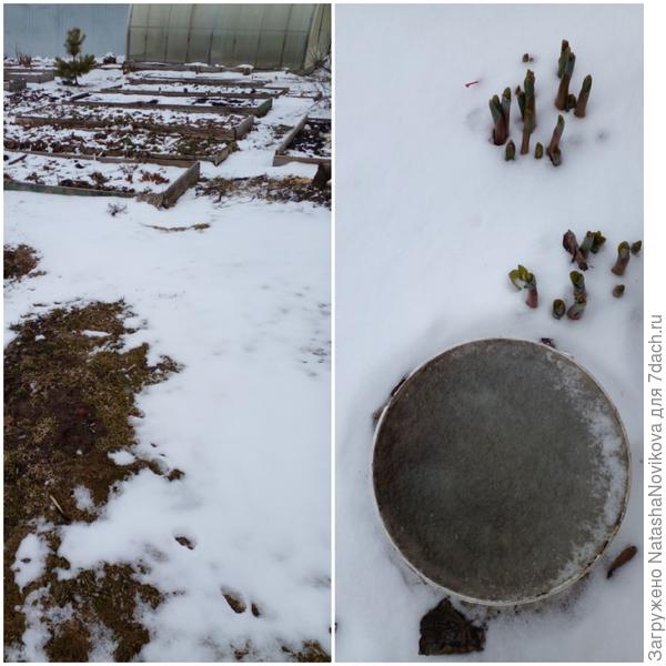 декоративный лук выскочил и околел:(