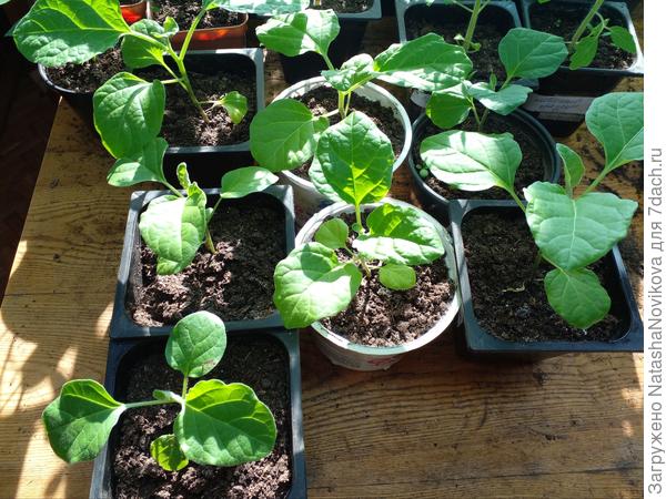 баклажаны не торопятся, по нынешней весне - это очень хорошо;)