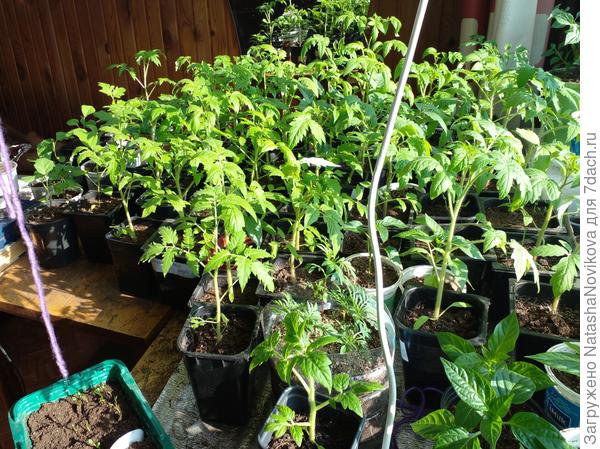 лес из рассады томатов и перчиков