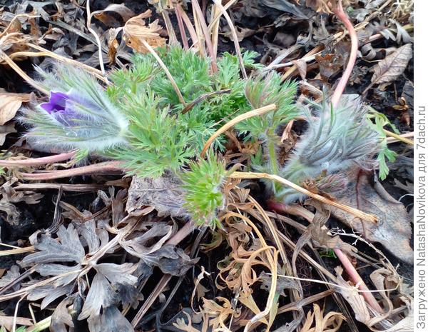 трогательные красотульки