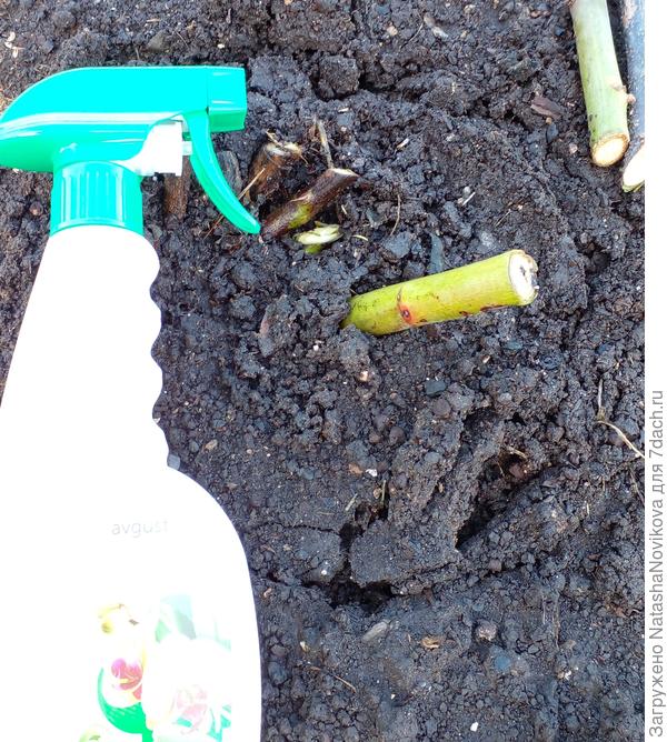 обрезала, опрыснула янтарином