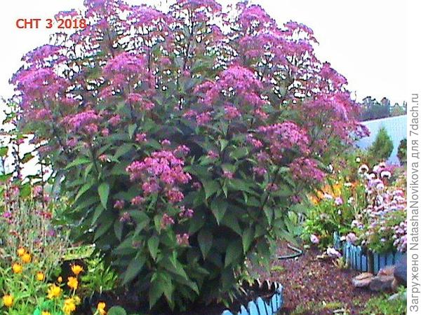 2018 год, август, садила три прутика в мае и за один сезон такая красота