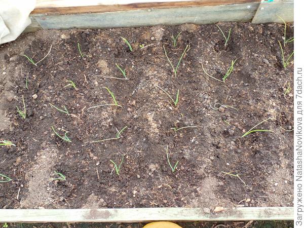 ялтинский в теплице