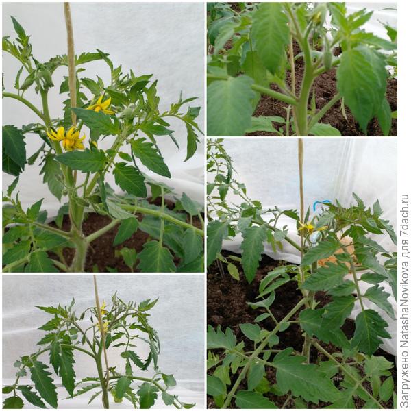 томаты начали цвести