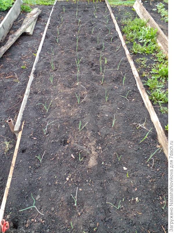 экси в грядке