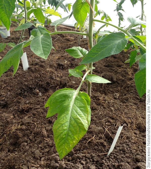 нижние листья в крапинку