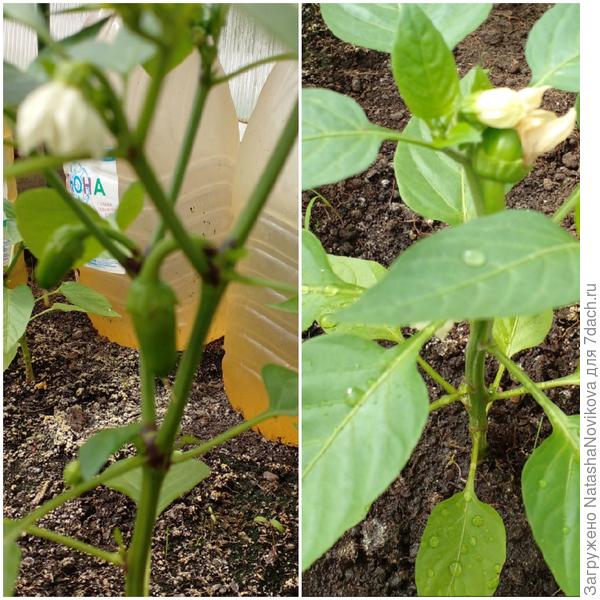 и перчики хотят одарить меня урожаем