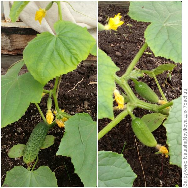 мучаются мои огурчики