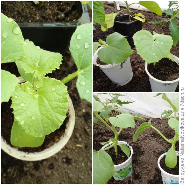 дыньки мученицы