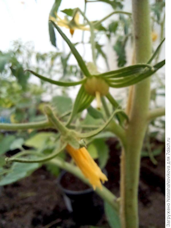 и одна уже завязалась