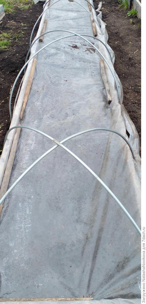 грядка 5 м, а рассадин всего 4