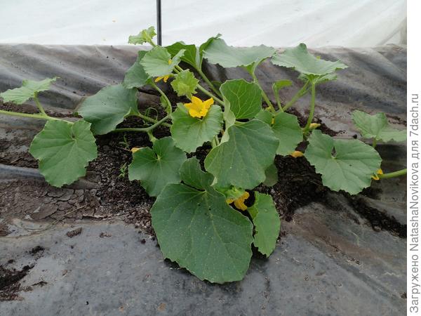 выросло Три главных стебля, кого теперь резать? или у каждого стебля прищипнуть макушки?