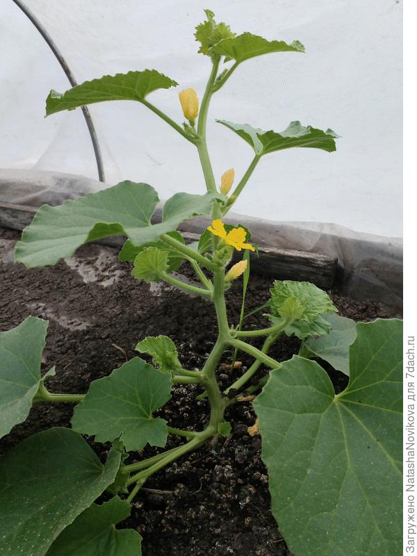 второй докаро пока молодец и то же по 2 листа сразу выпускает