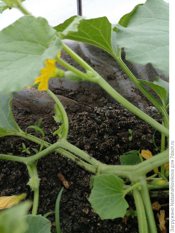 везде из пазух растут по 2 листа