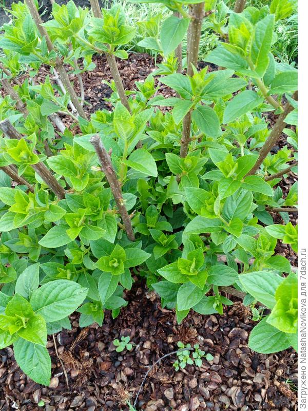 побеги хотела выщипнуть на высоту см 30 от уровня почвы