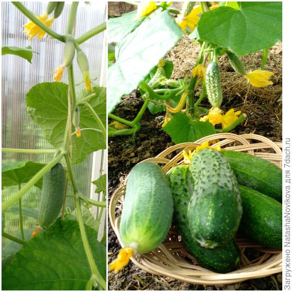 огурчиков хватает