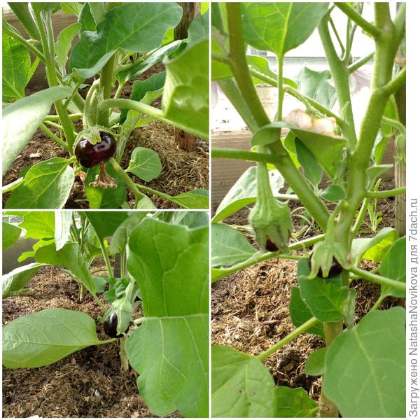 баклажаны вяжутся