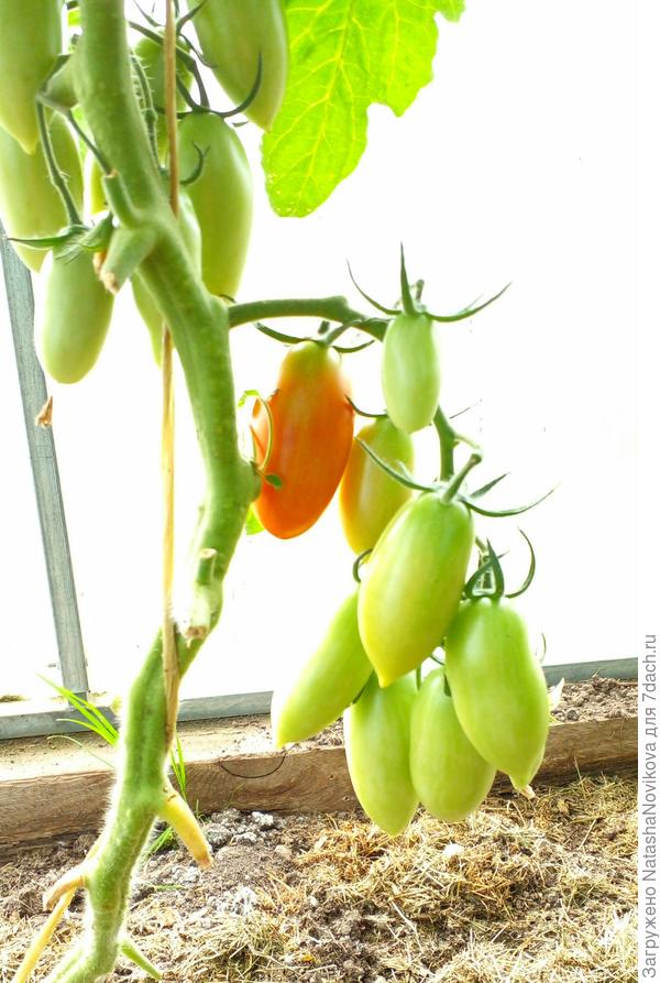 через пару дней помидорки поспеют