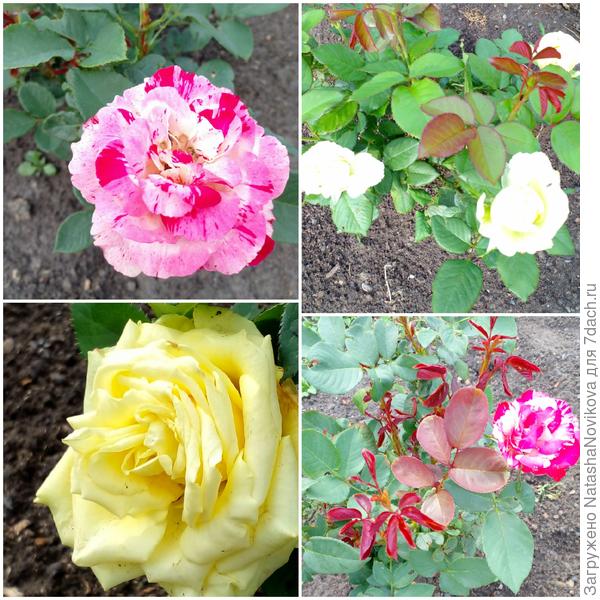 розы выходила, только одна роза с пересортом, остальные три соответствуют