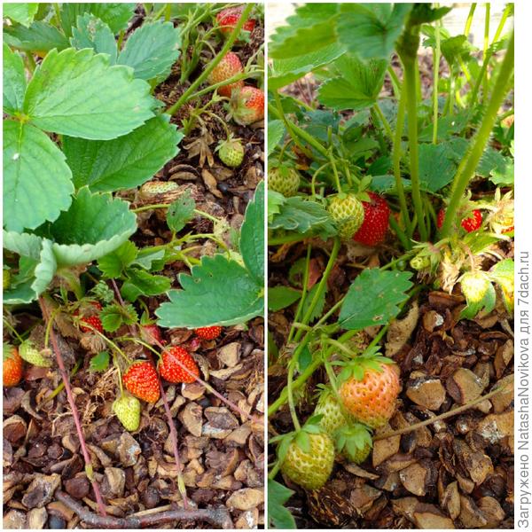 ягодки спеют