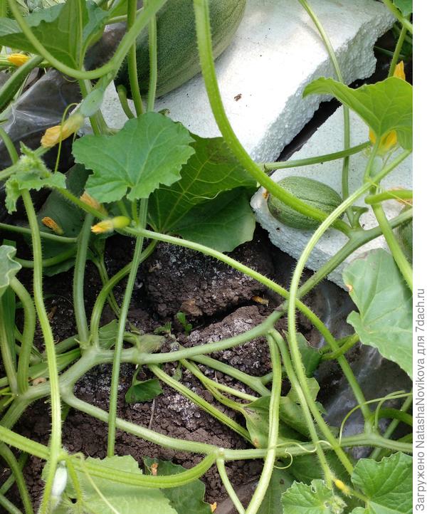 пробовала поливать в трещины у корней, но влага растекается по плёнке и мочит плети