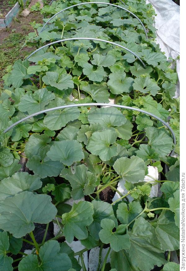 накуролесила:(