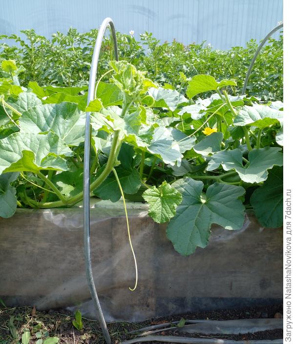 весь короб - грядка запечатана