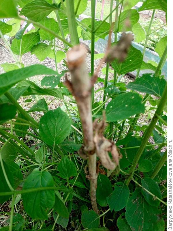 обрезанные весной побеги засохли