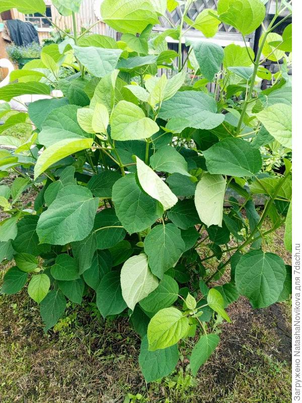 побеги выгоняет буйно