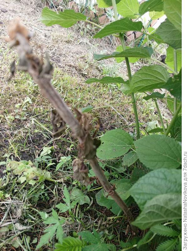 с выходом новых побегов старые засыхают.