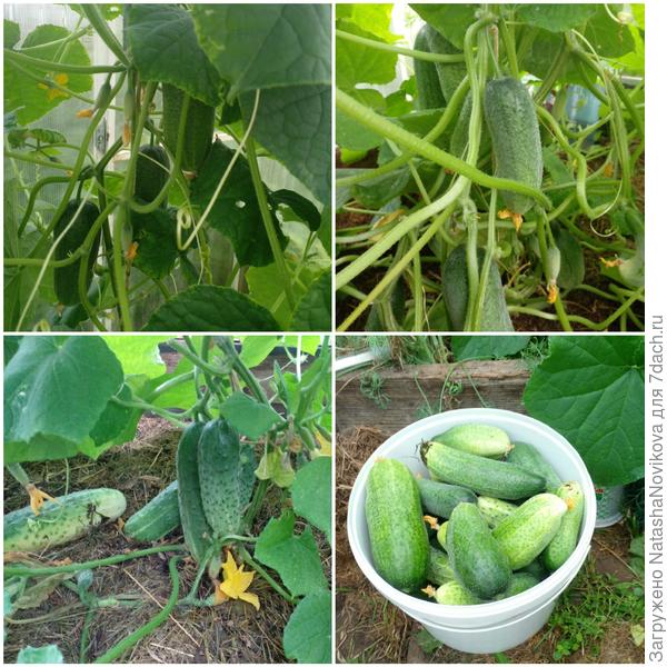 огурцы перерастают буквально за сутки