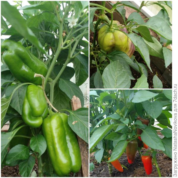 перчики не созревают