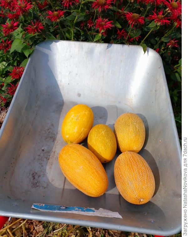 торпеды 2022 года