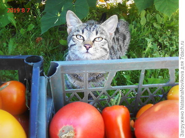 реально кайфовала от томатов:)