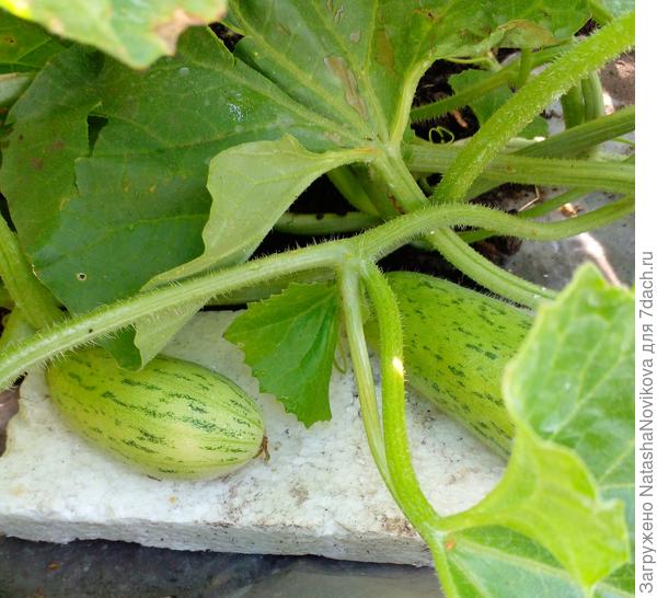 буду наблюдать за этими крошками