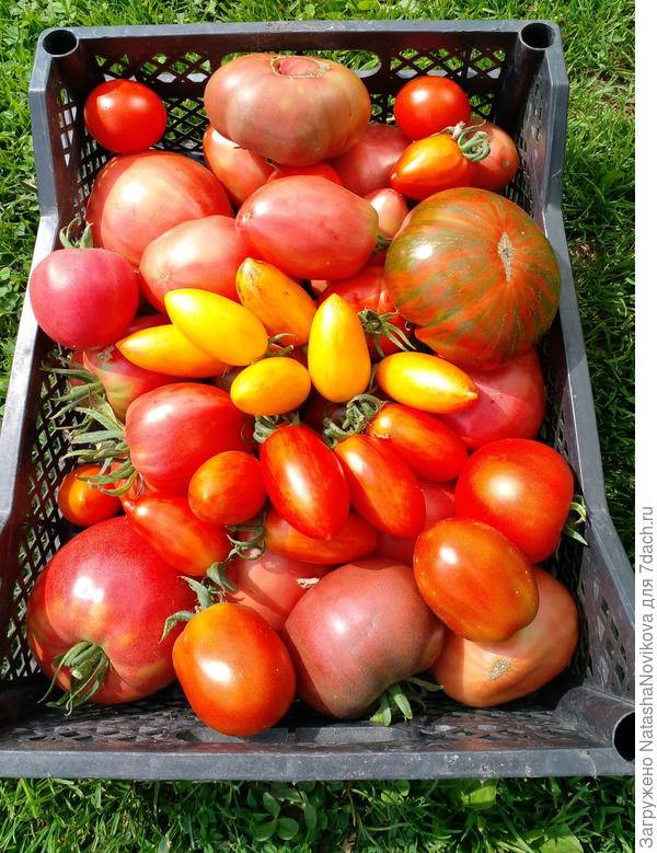 пока сегдня собрала семь потов пролила