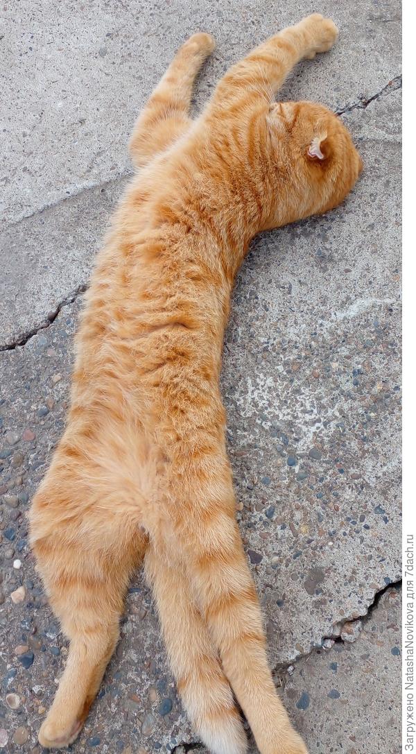 а потом в тенёк под ворота:)