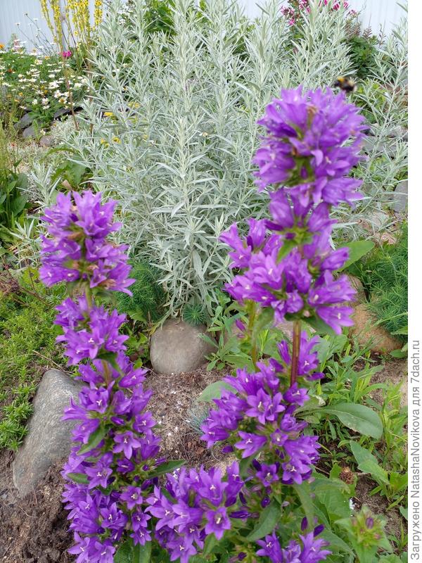 симпатичный новенький цветочек