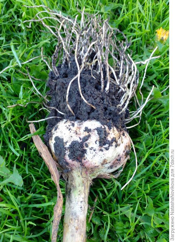 земля мокрая на корнях