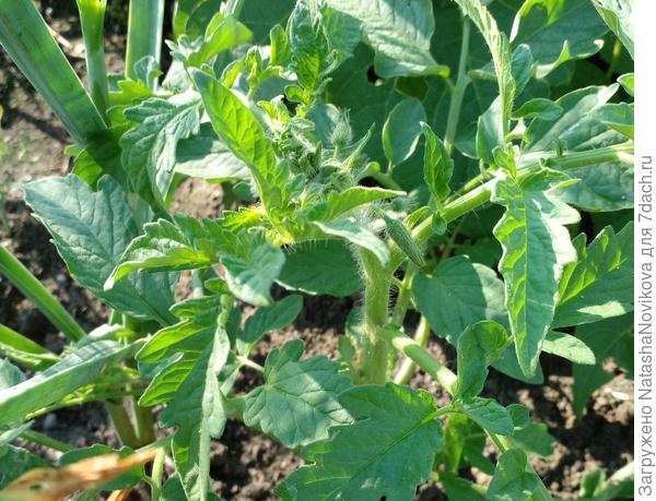 помидорка самосевка затесалась в чесноке, набирает цвет