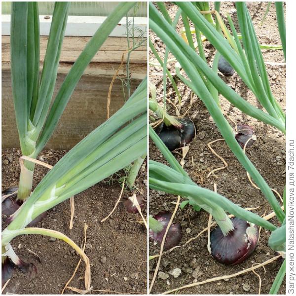 дня через три выдерну