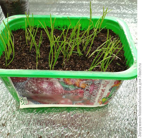 посев на рассаду в середине марта