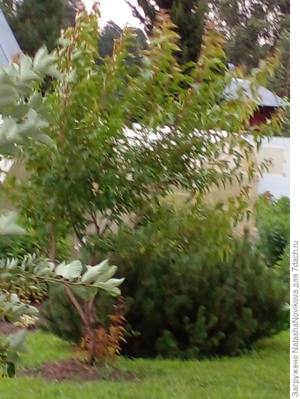 бедный мой клён...как его ураганным ветром трепало...