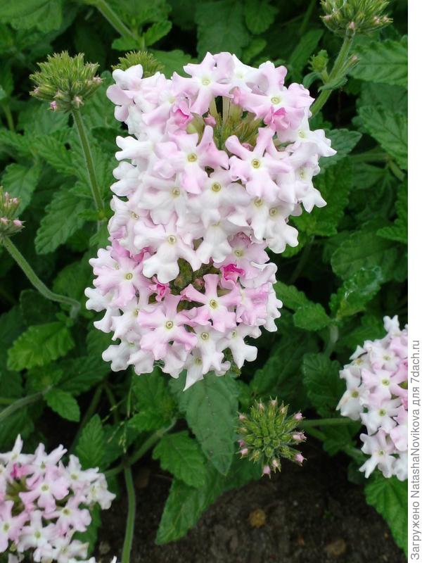 интересная вербена