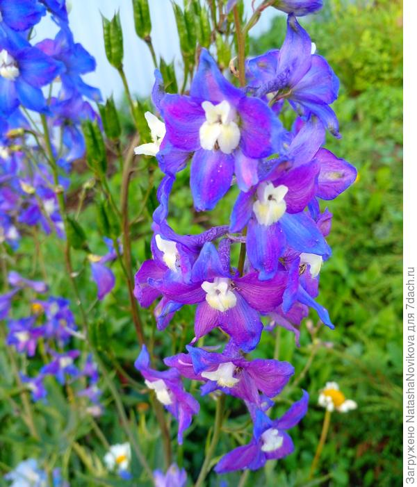 дельфиниум